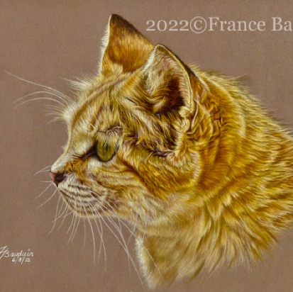 Sand Cat portrait - 24 hours
Brown Pastelmat
9.5" x 13.5"
Ref: My own photo Sand Cat portrait - 24 hours
Brown Pastelmat
9.5" x 13.5"
Ref: My own photo